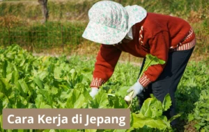 Cara Kerja Di Jepang